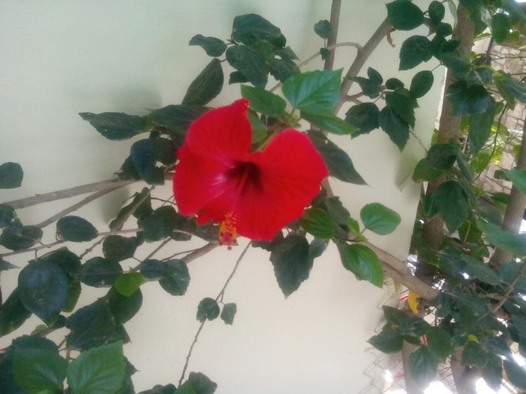 Mary'S Studios Agia Pelagia Kythira المظهر الخارجي الصورة